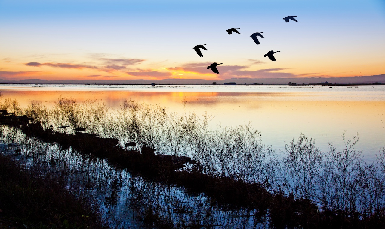  Photo of birds flying at sunset in Albufera Natural Park