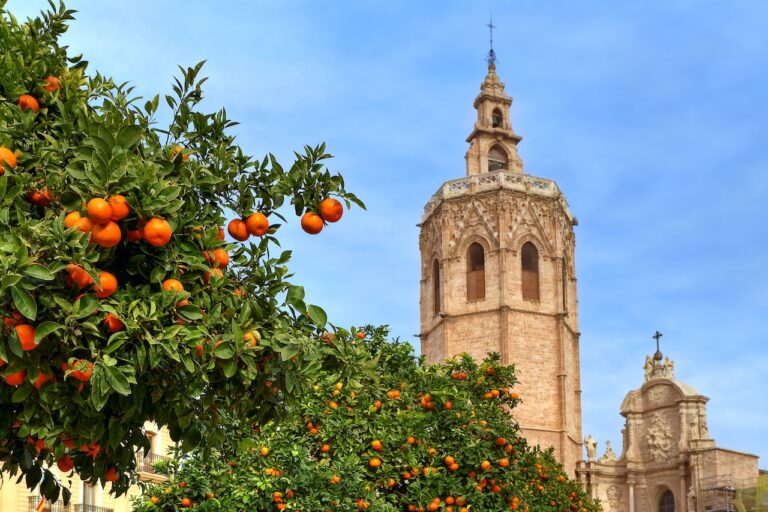 Photo of a tree with oranges in Valencia