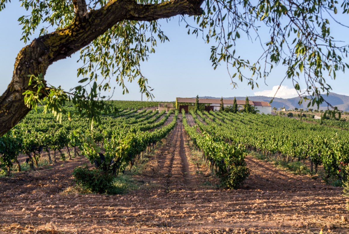 Image of a vineyard: Chozas Carrascal 