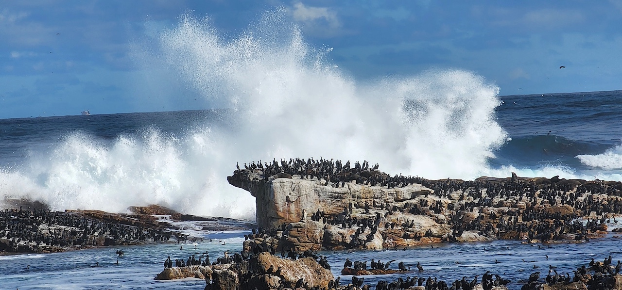 Cormorants with a wave in Cape Town's Tip