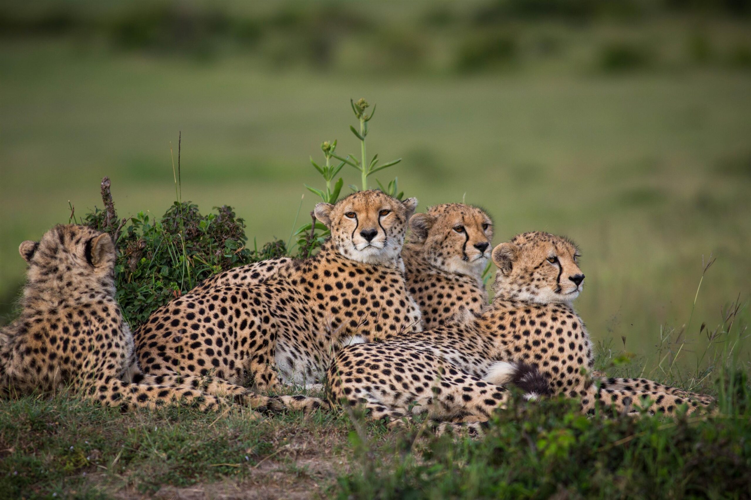 Cheetah Family in Kenya