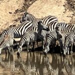 Zebras by a watering hole