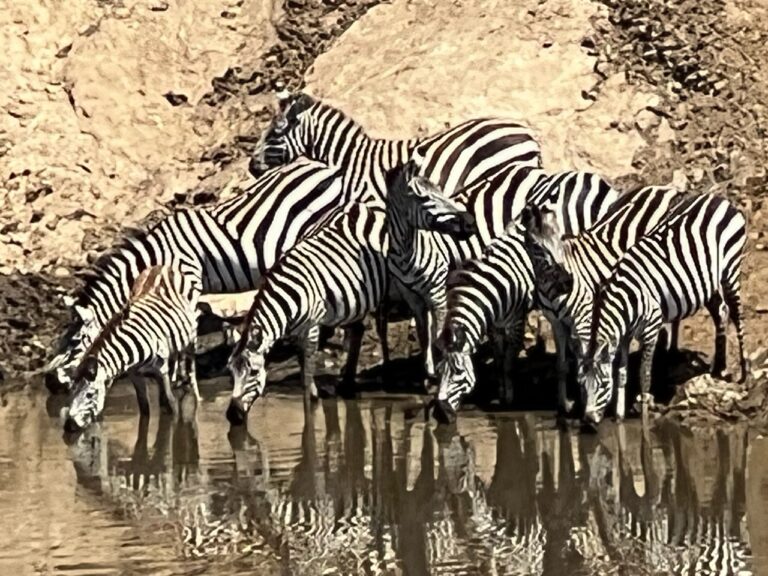 Zebras by a watering hole