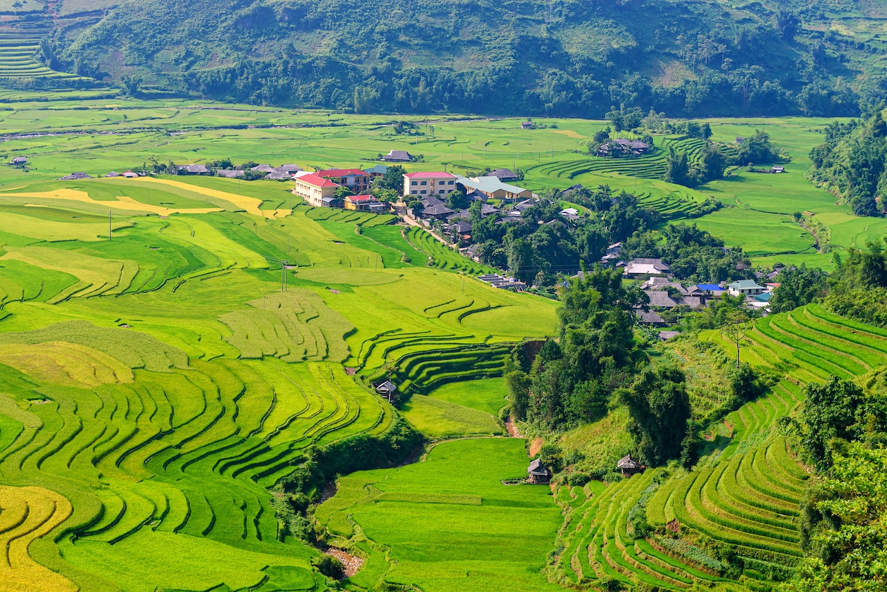 Rice fields